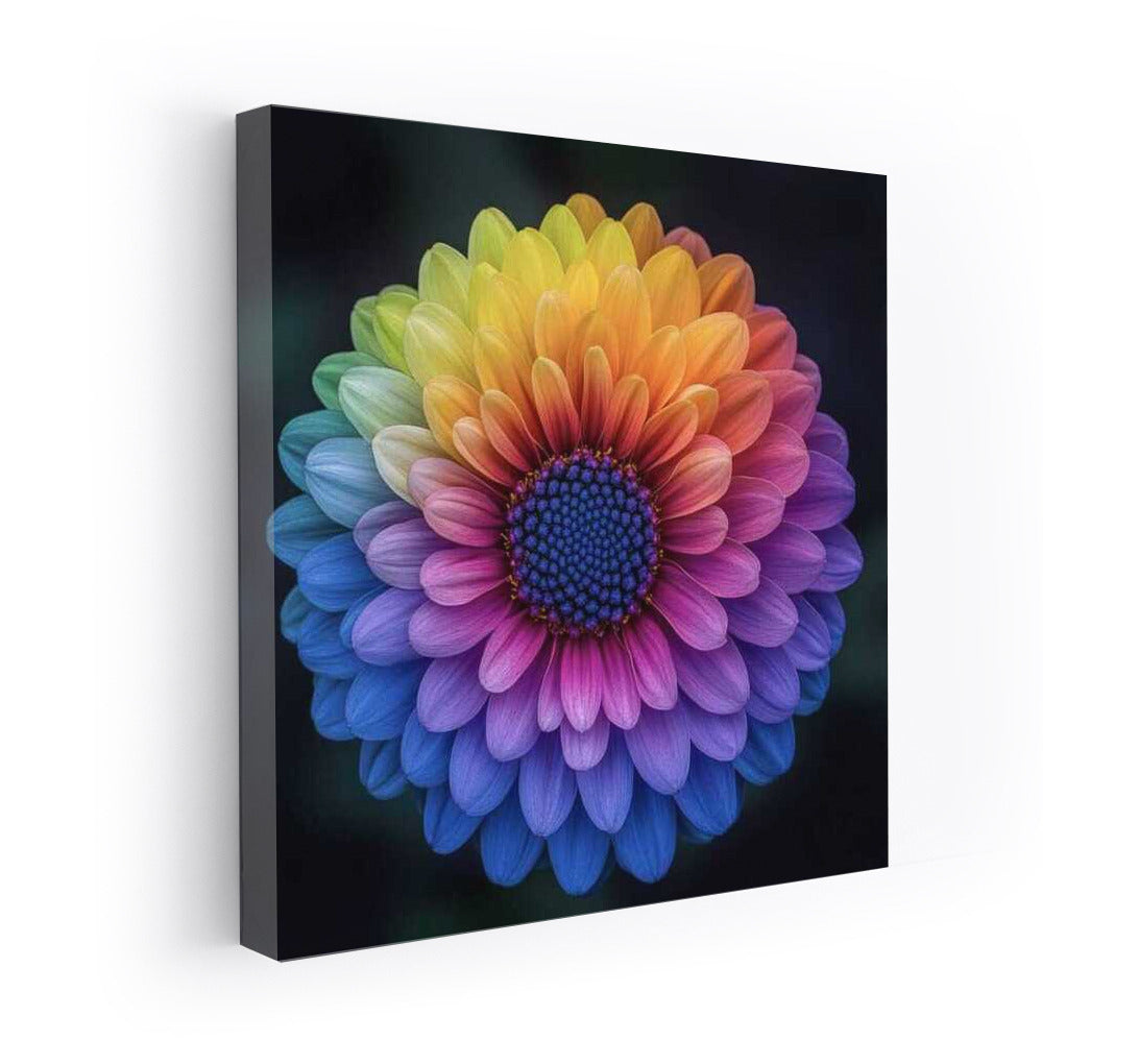 Magical Gerbera Bloom: Harmony of Petals