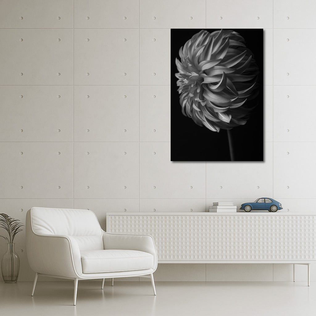 Black and White Dahlia: Elegant Floral Decor
