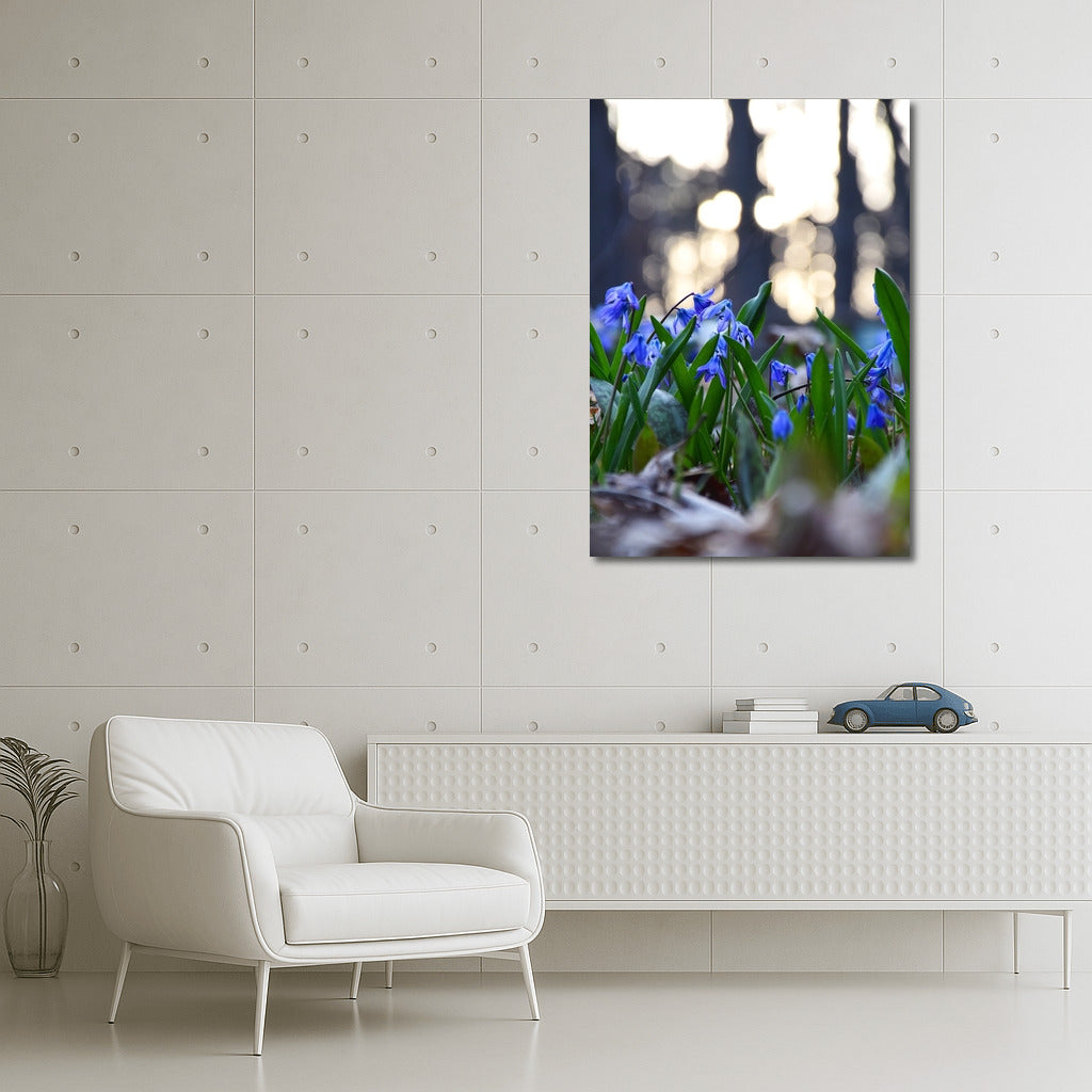Blue Scylla: Awakening Spring in Your Interior