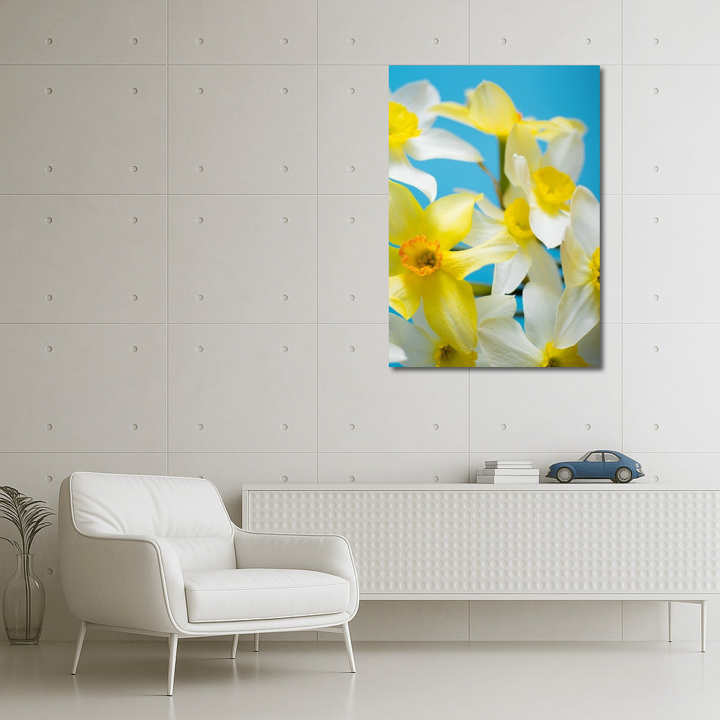 Floral Symphony: Yellow and White Daffodils of the Tête-à-Tête variety on a Blue Background