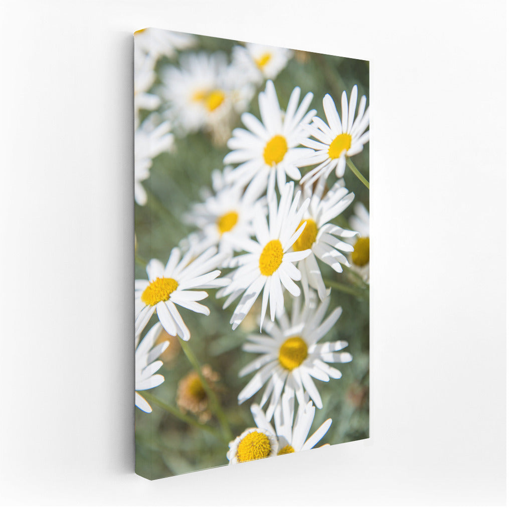 Blooming Chamomile: Freshness and Tranquility in Your Interior