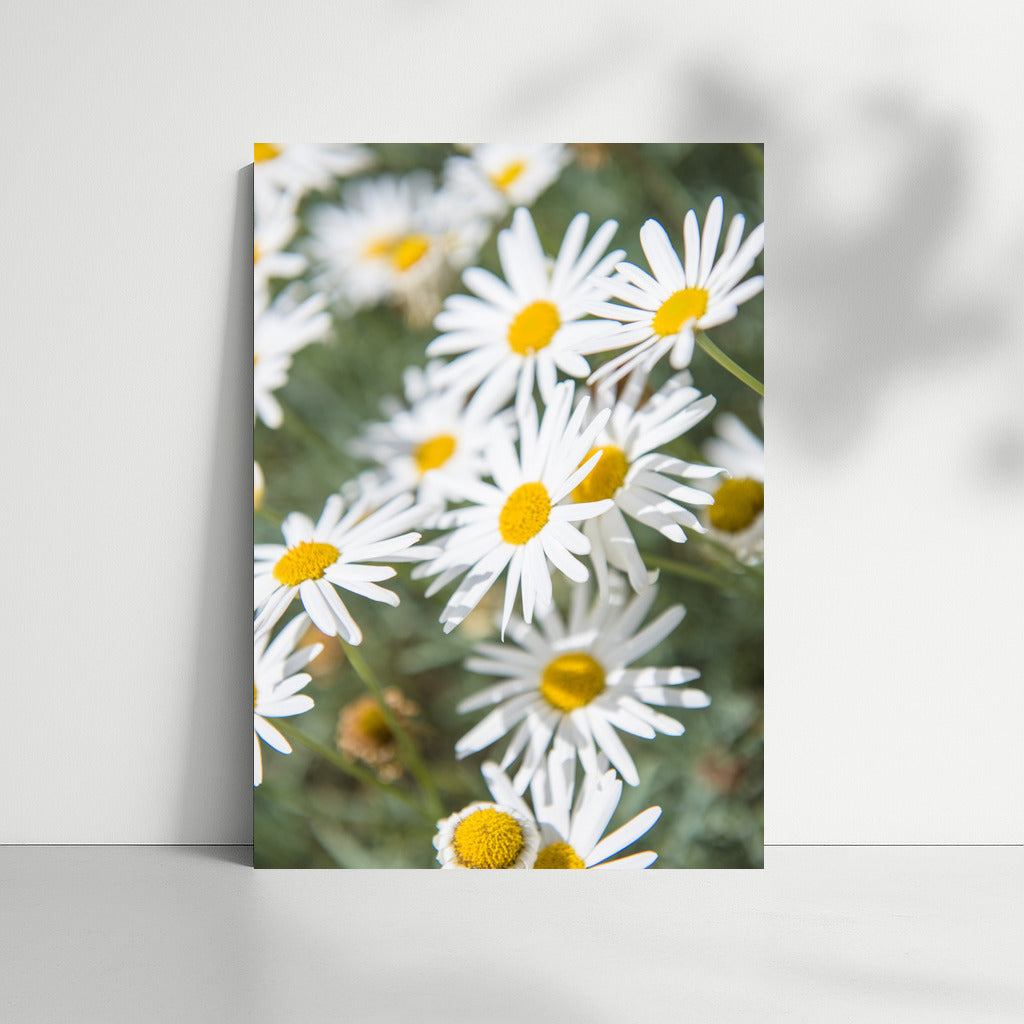 Blooming Chamomile: Freshness and Tranquility in Your Interior