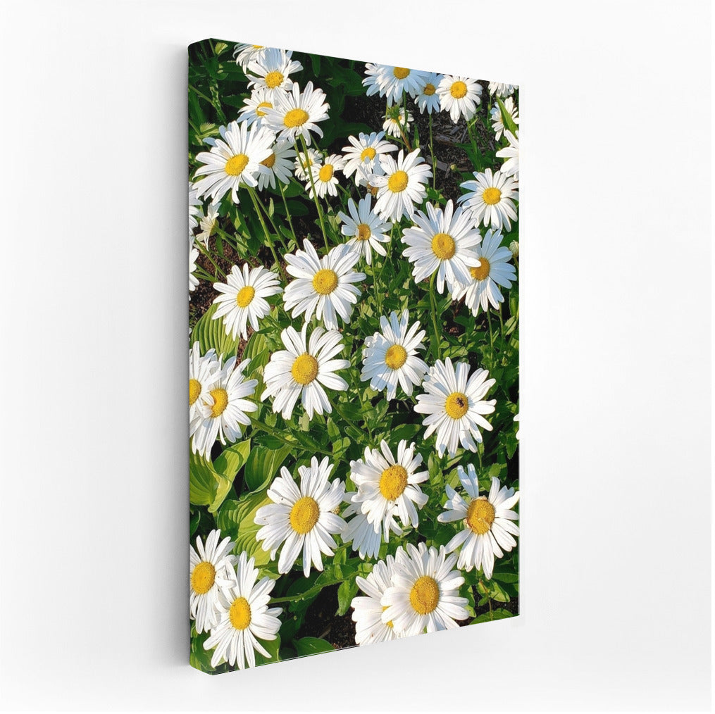 Bright Daisies: Freshness and Harmony for the Interior