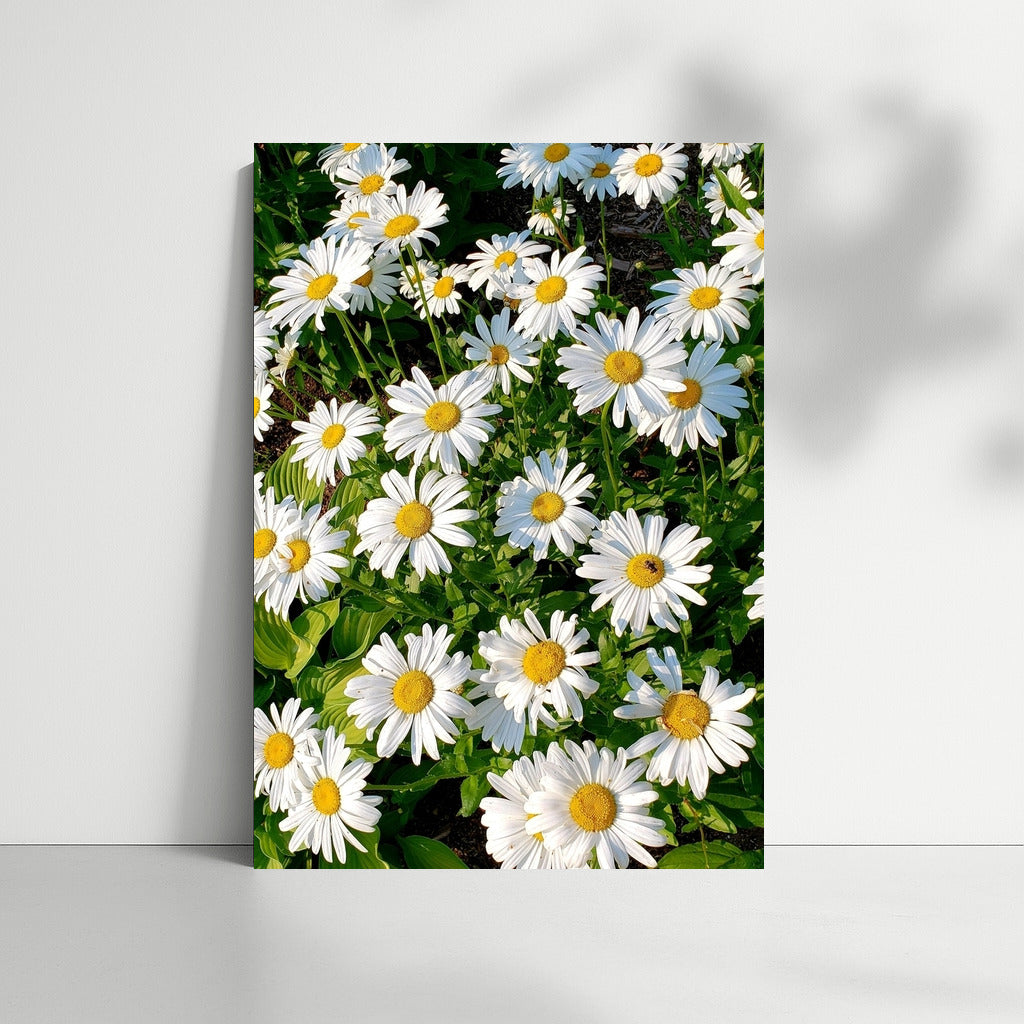 Bright Daisies: Freshness and Harmony for the Interior