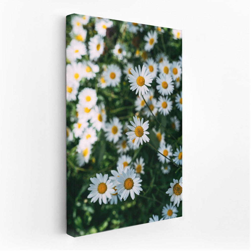 The Charm of Daisies: A Close Look at the Floral World