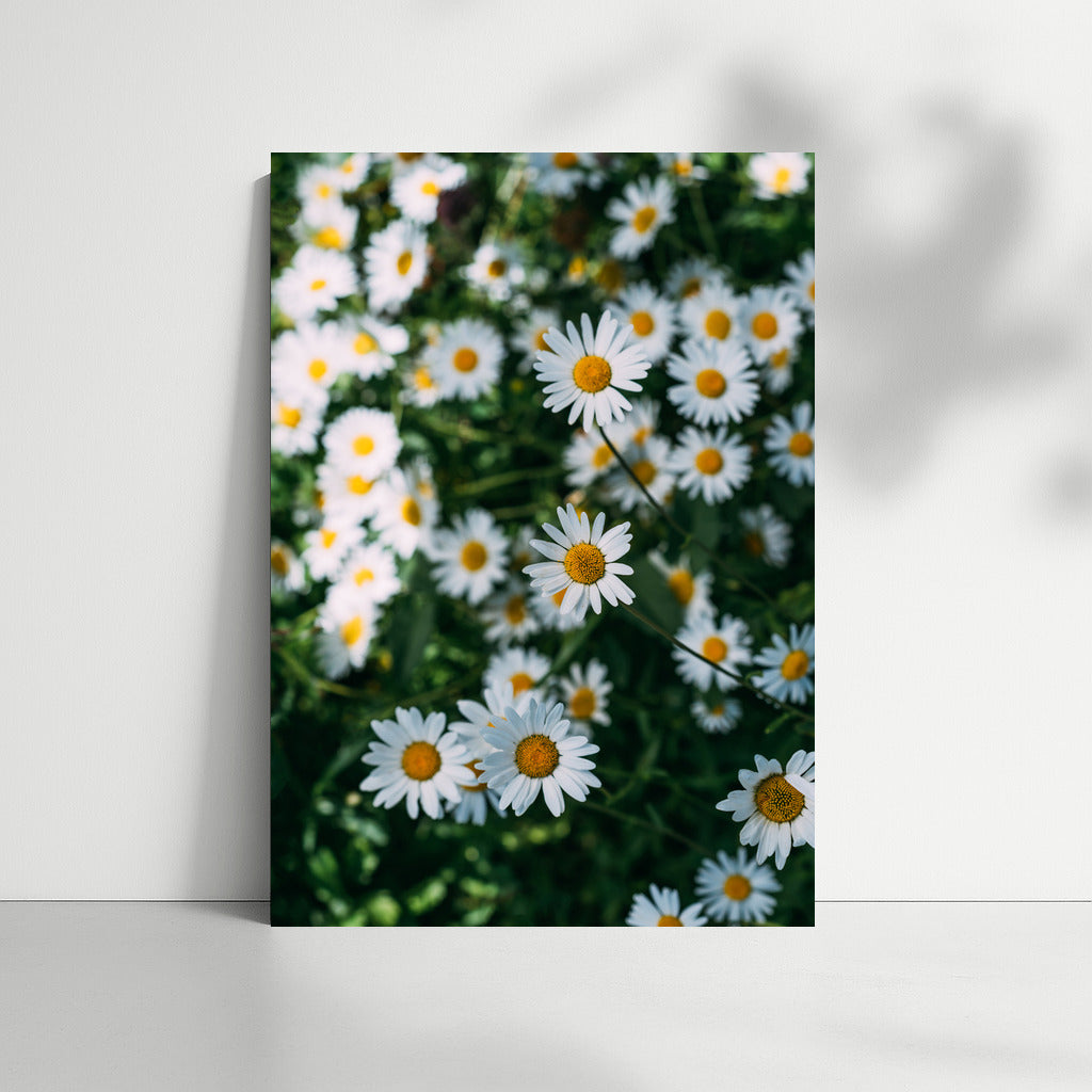 The Charm of Daisies: A Close Look at the Floral World