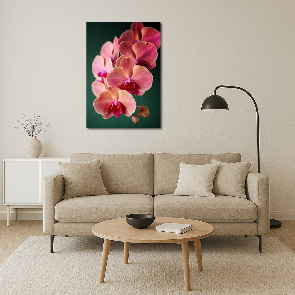 Phalaenopsis Orchid: An Exquisite Floral Accent for the Interior