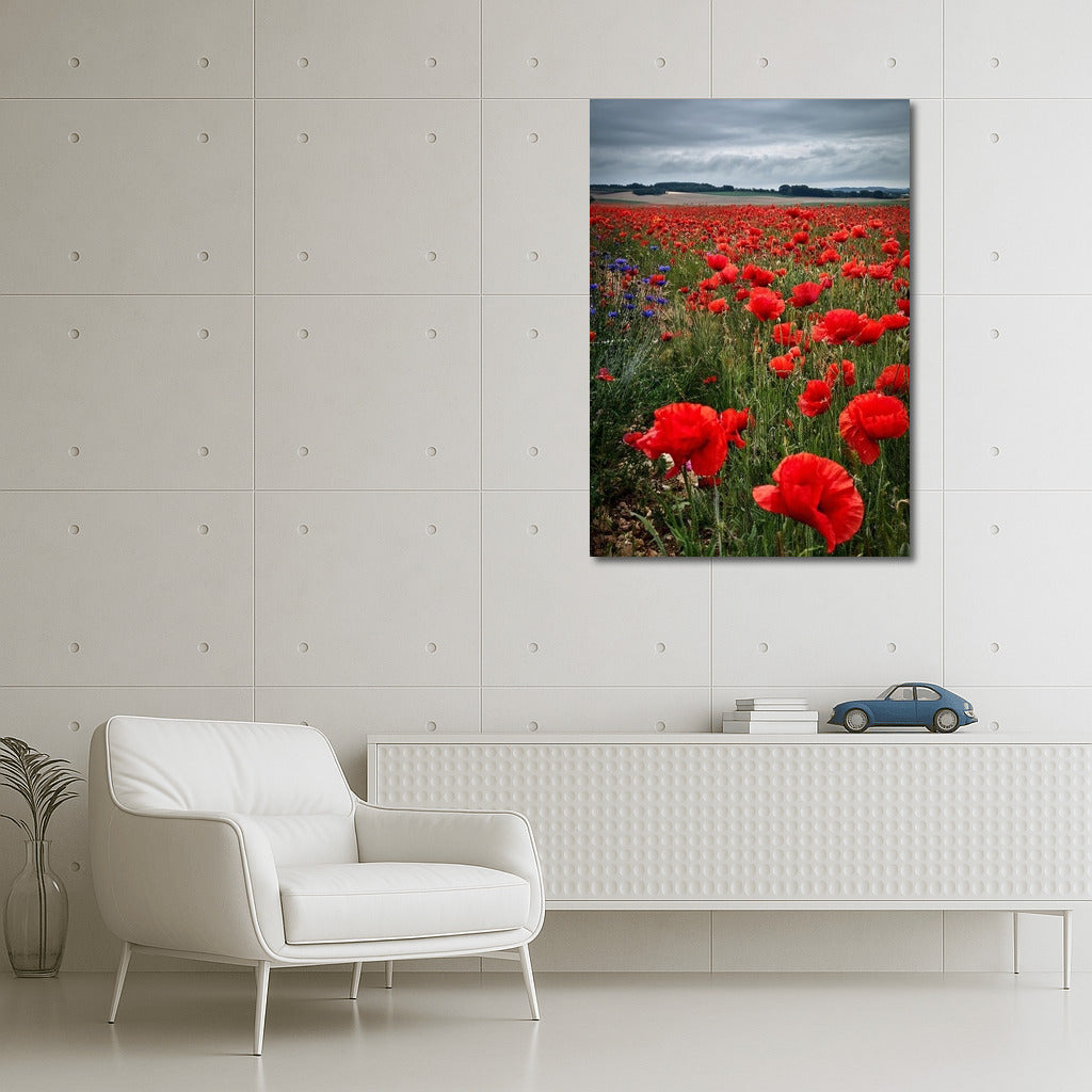 Scarlet Poppy Festival: Bright Flowers for the Interior