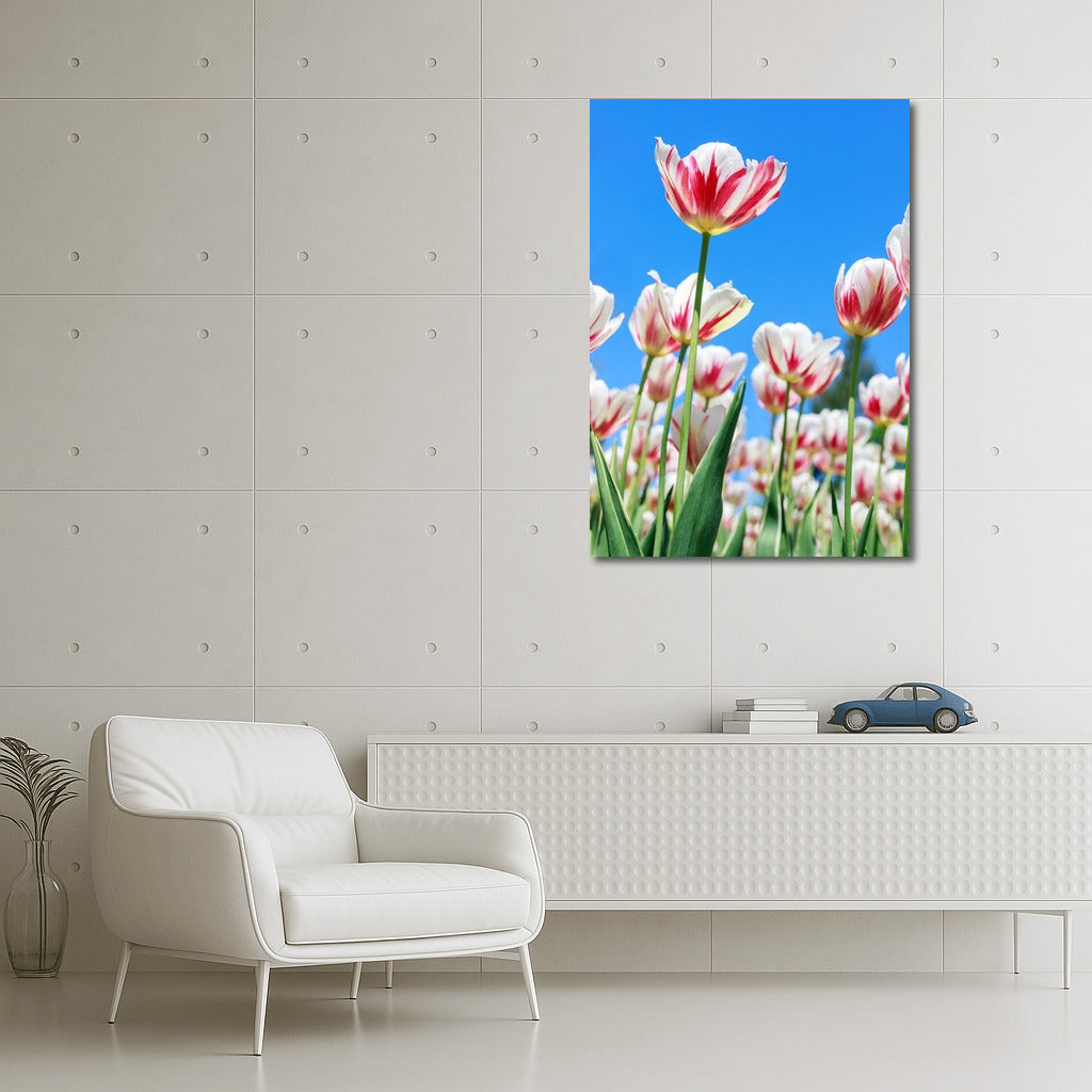 Spring Energy: Bright Darwin Tulips for Interiors