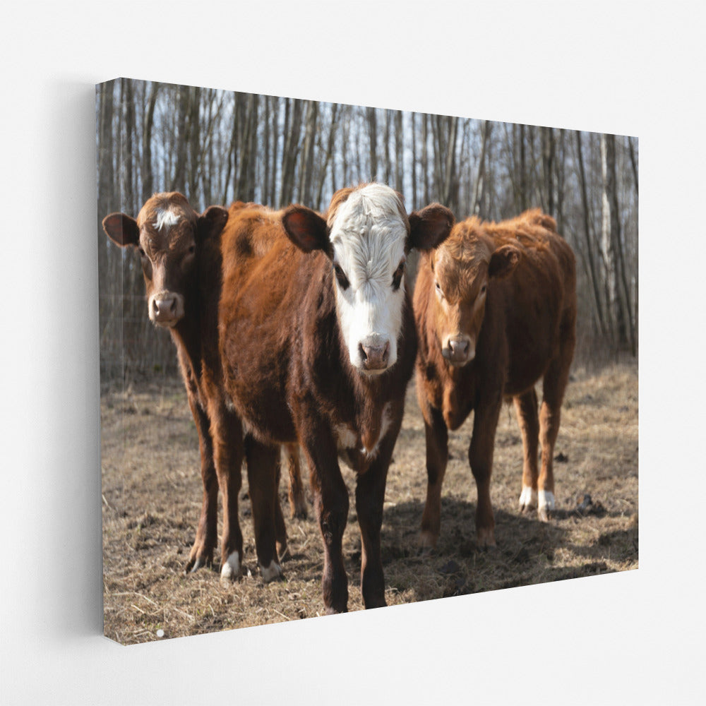 Idyll with Calves: Rural Landscape for Comfort