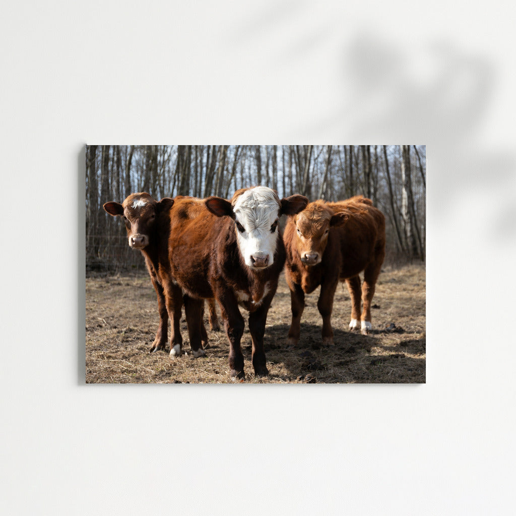 Idyll with Calves: Rural Landscape for Comfort