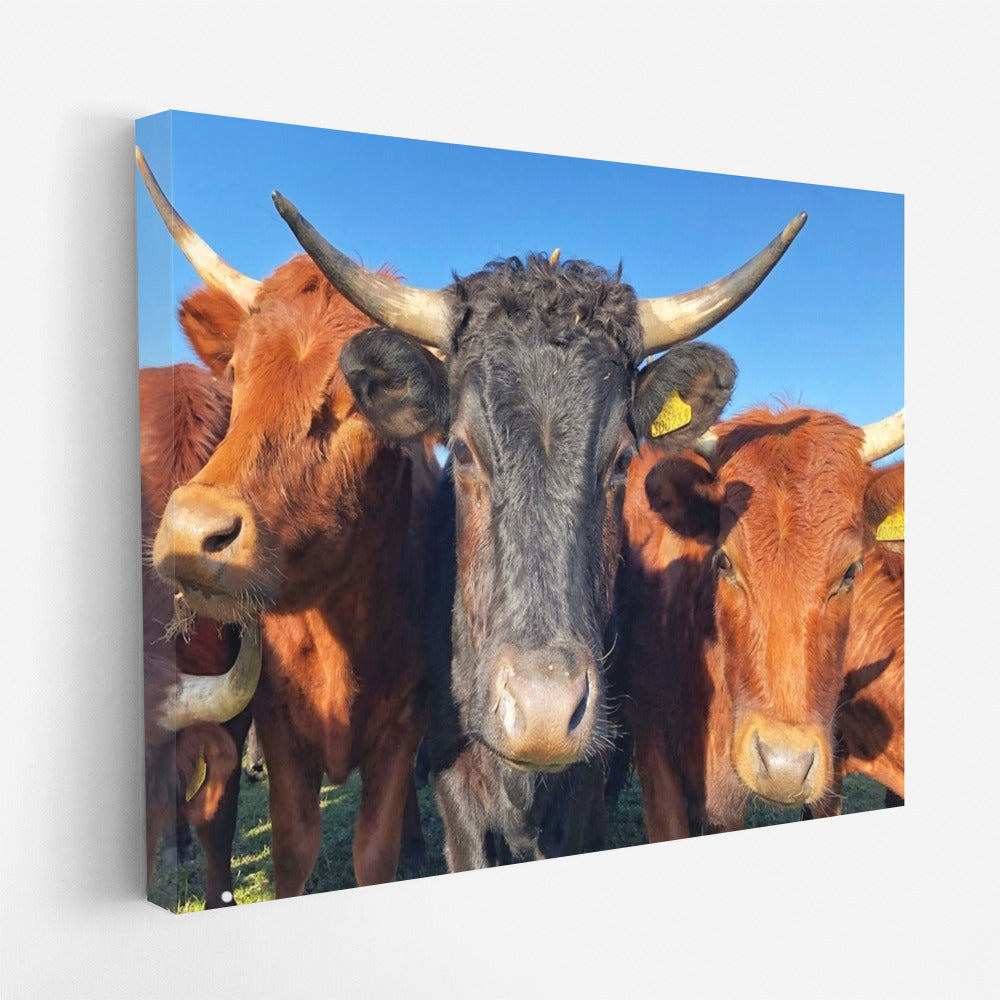Idyll in the Pasture: Charming Cows for the Comfort of Your Home