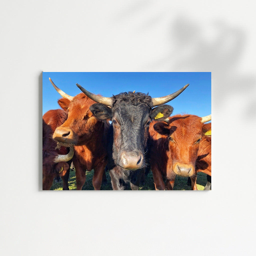 Idyll in the Pasture: Charming Cows for the Comfort of Your Home