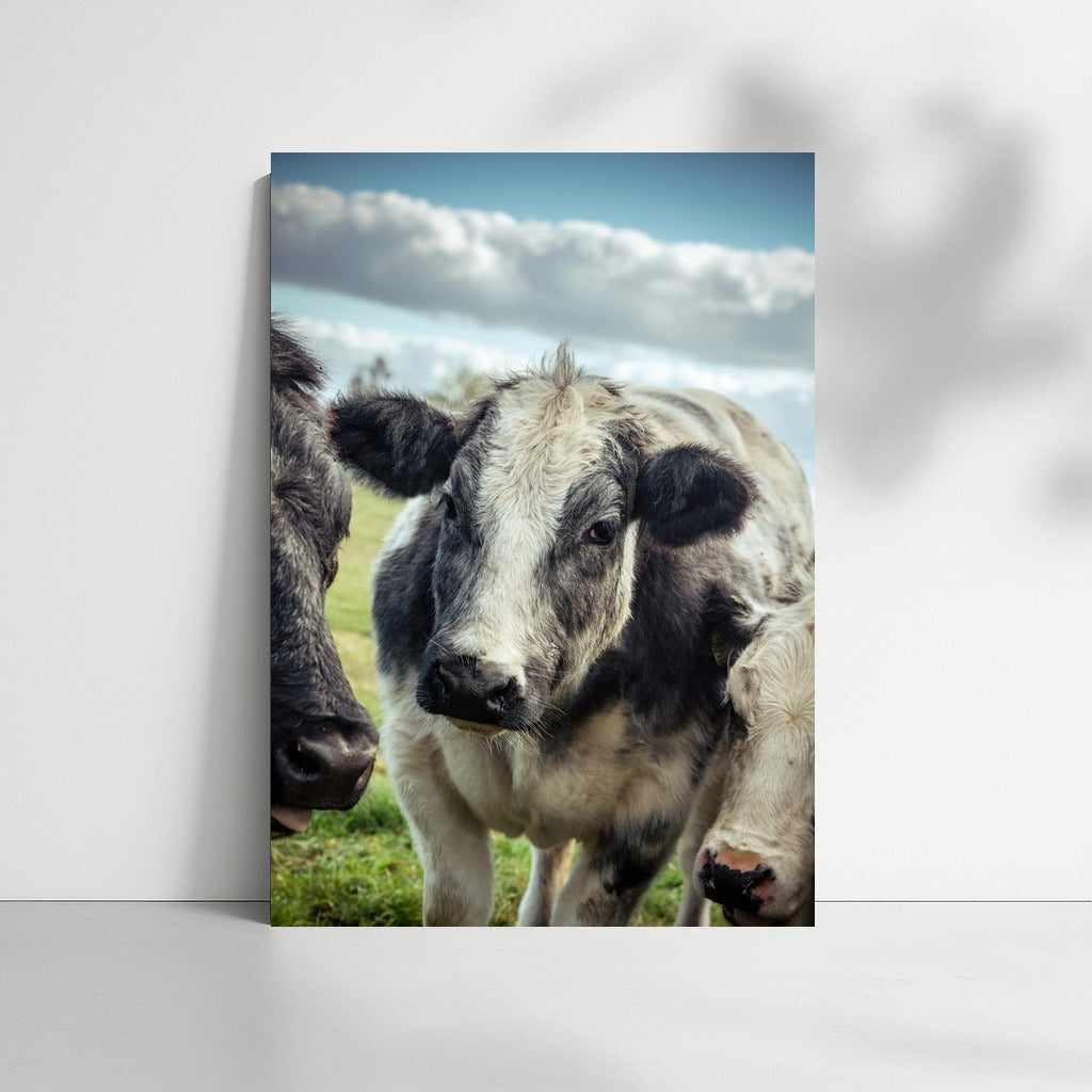 Pasture Idyll: Cows in Peace Under the Sky