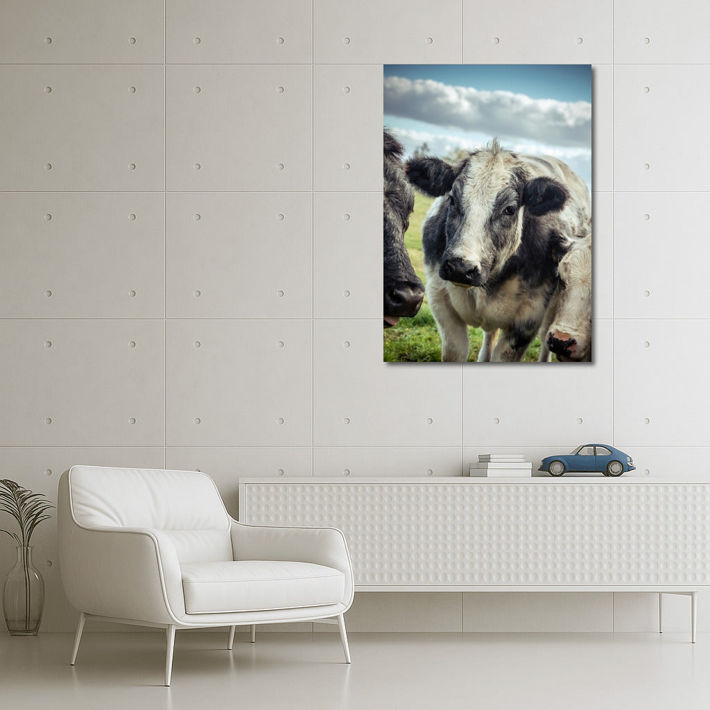 Pasture Idyll: Cows in Peace Under the Sky