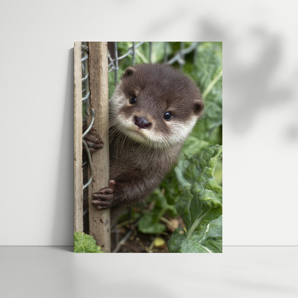 Cute river otter: comfort and warmth in your home
