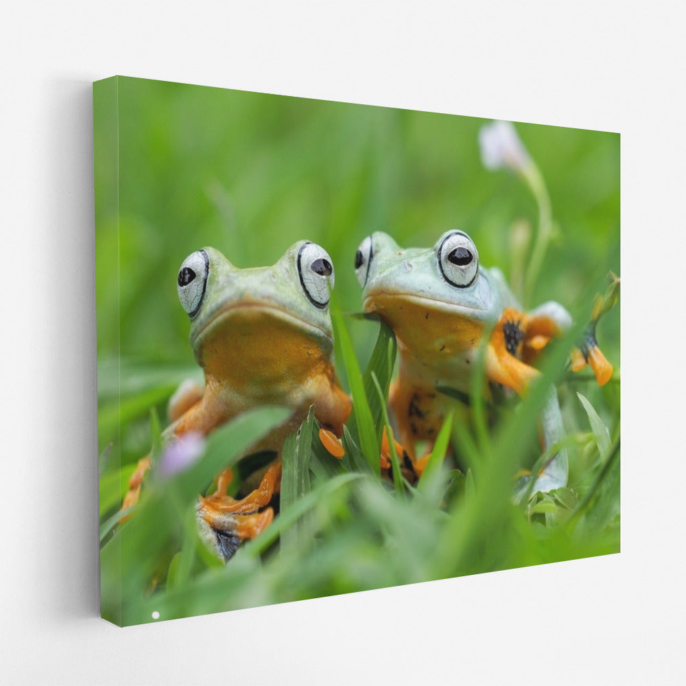 Tropical Poison Dart Frogs: Exotic Frogs in Vibrant Colors