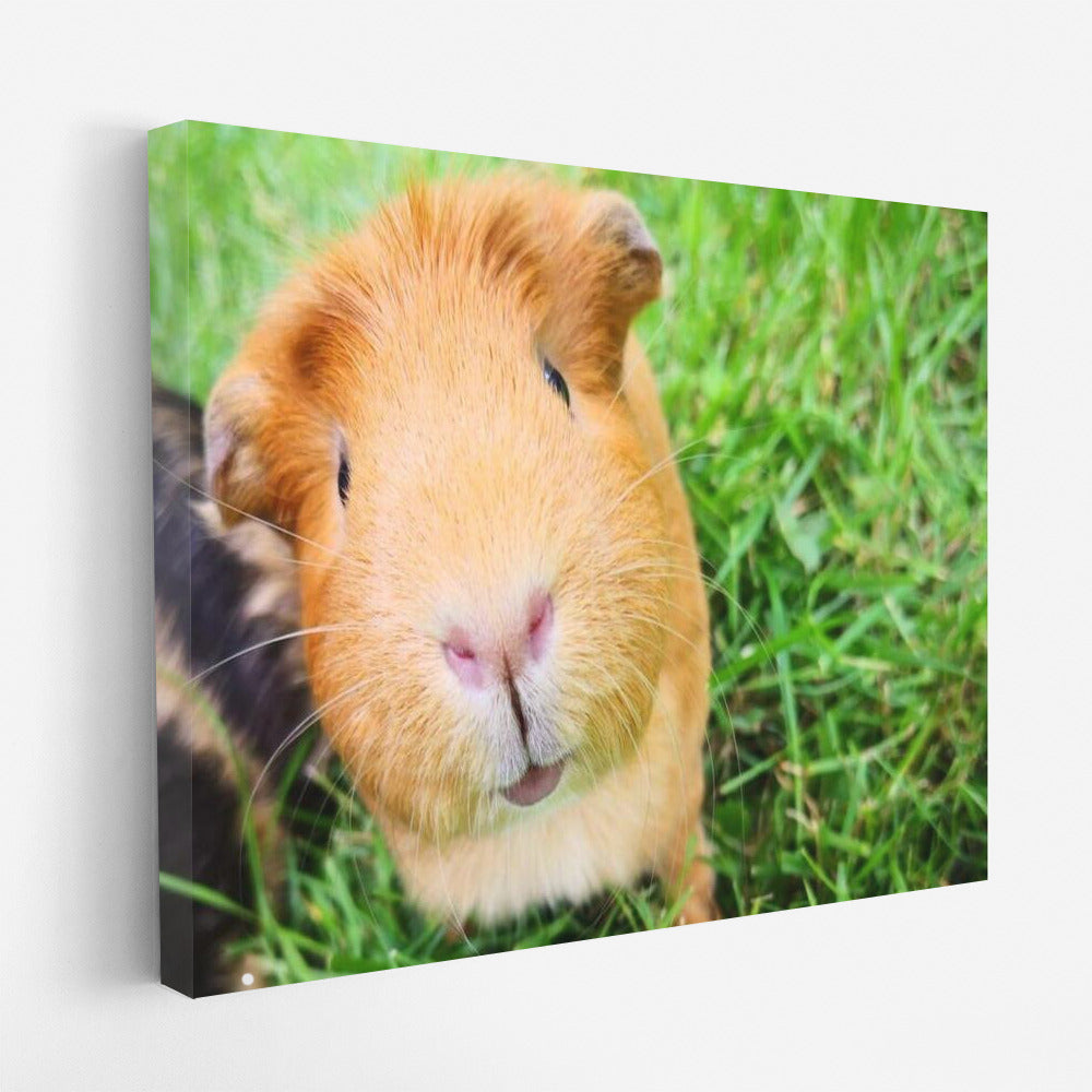 Guinea Pig on the Green Meadow: Comfort and Softness in the Interior