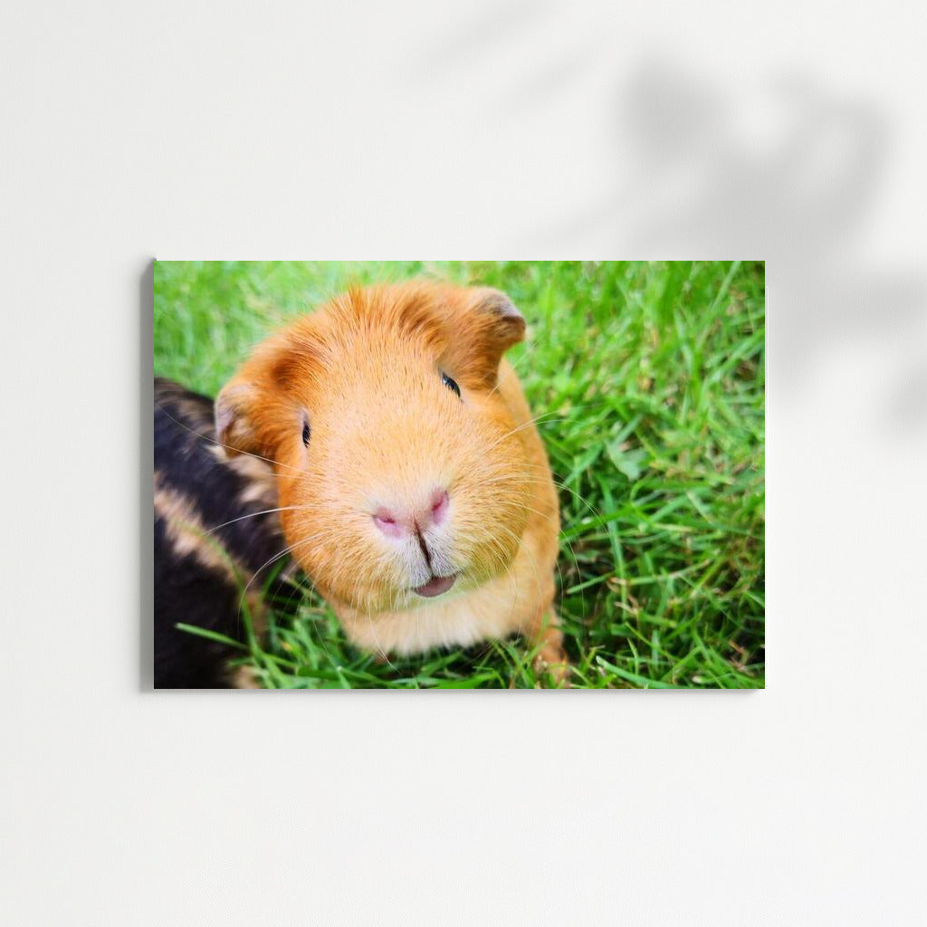 Guinea Pig on the Green Meadow: Comfort and Softness in the Interior