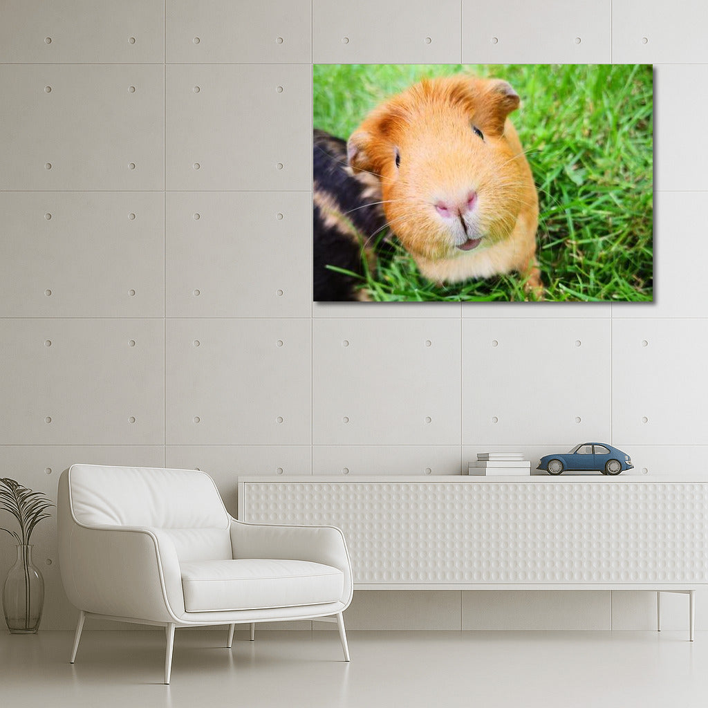 Guinea Pig on the Green Meadow: Comfort and Softness in the Interior