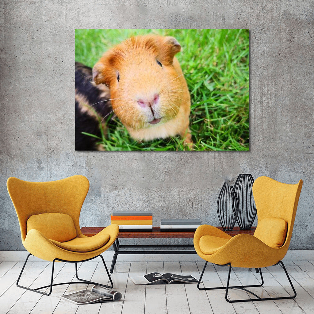 Guinea Pig on the Green Meadow: Comfort and Softness in the Interior