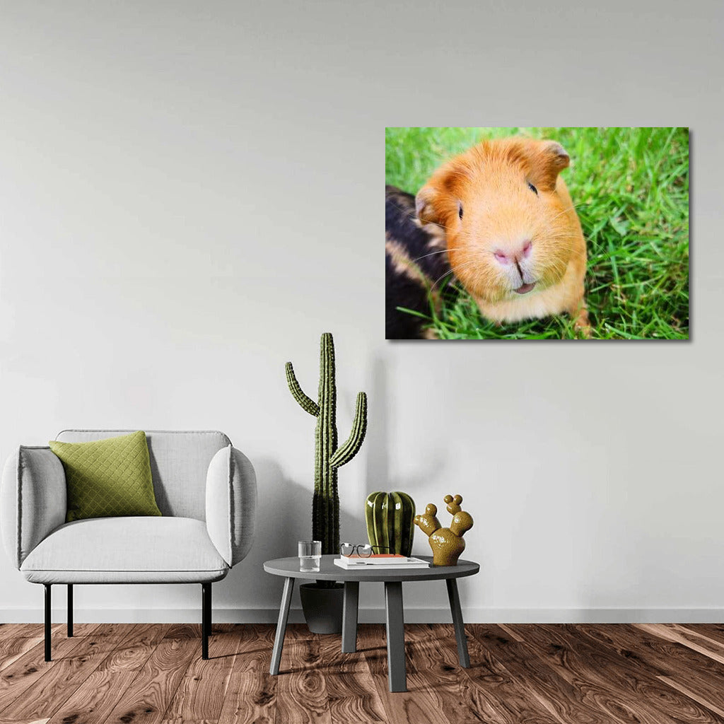 Guinea Pig on the Green Meadow: Comfort and Softness in the Interior