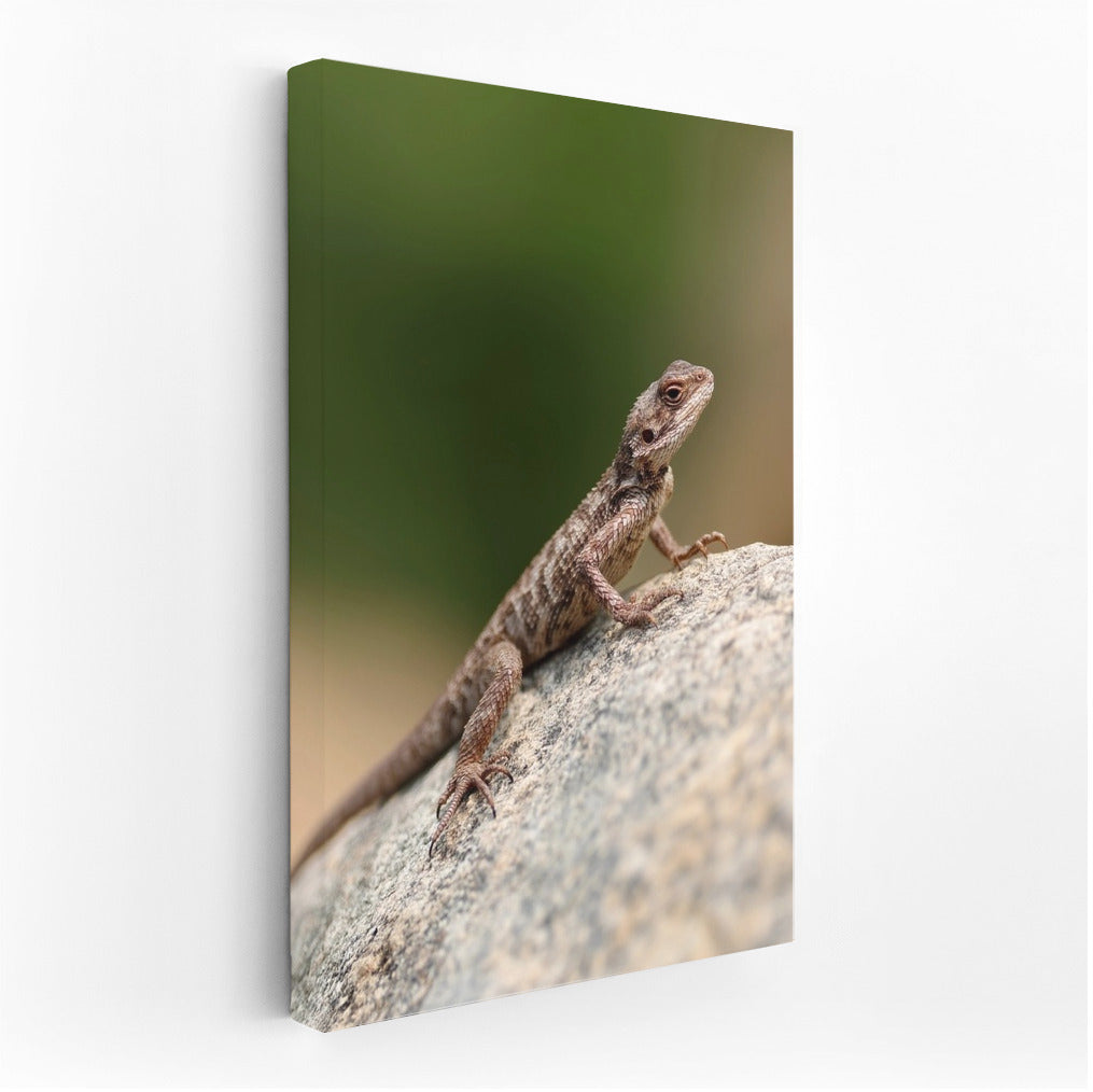 Bright agama on a stone: a picturesque accent for your interior