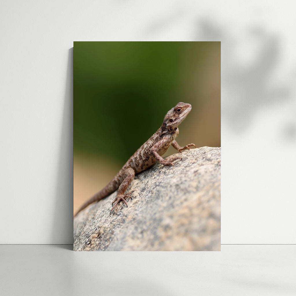 Bright agama on a stone: a picturesque accent for your interior