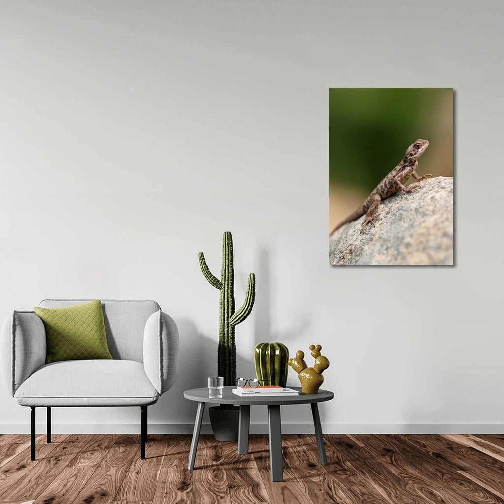Bright agama on a stone: a picturesque accent for your interior