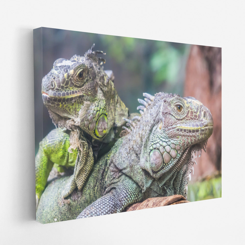 Tropical Iguanas: Green Dragons in the Wild