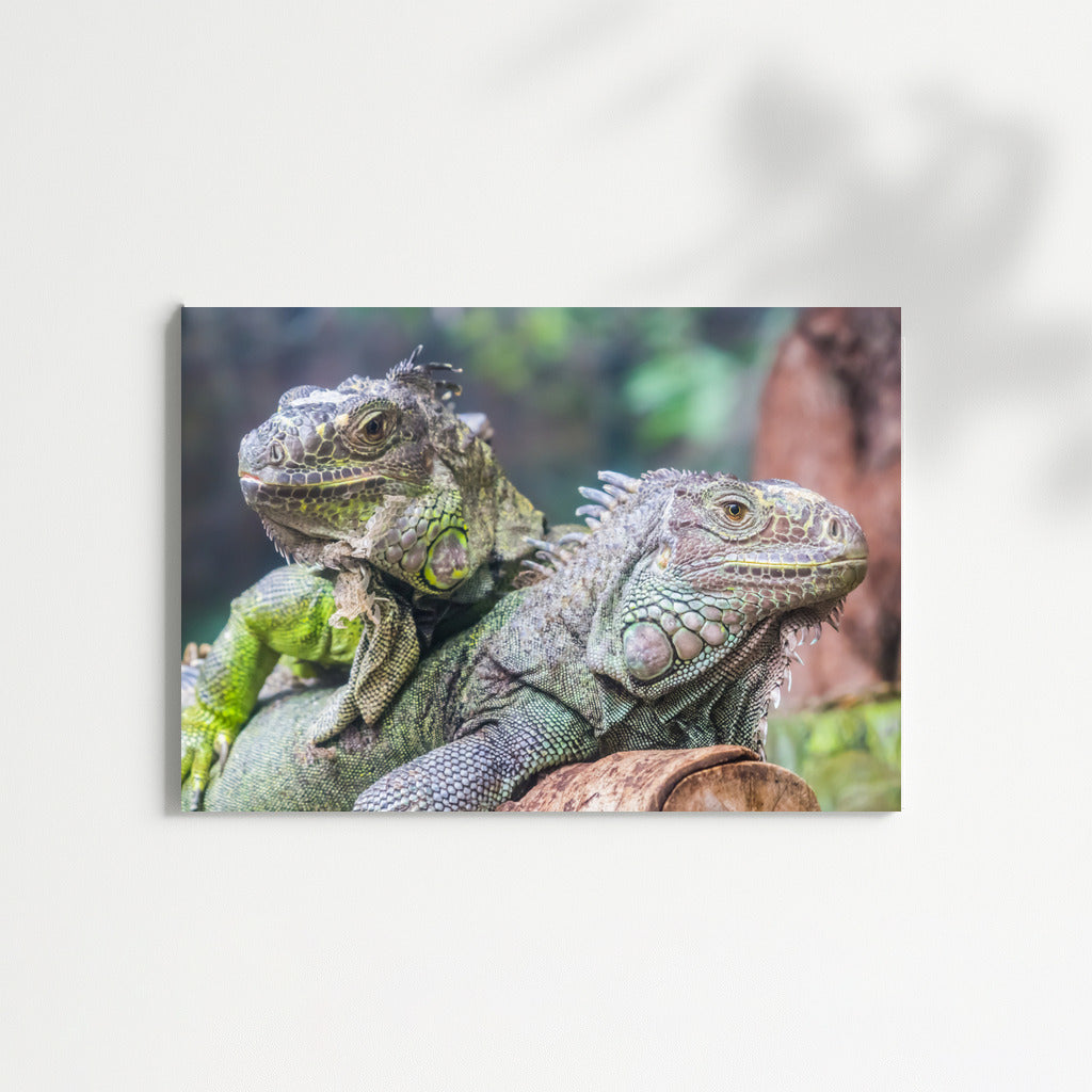 Tropical Iguanas: Green Dragons in the Wild