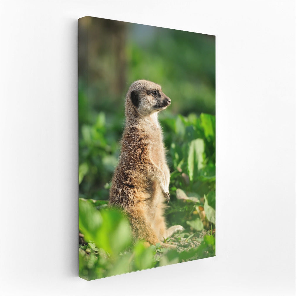 Meerkat in Emerald Green: Picturesque Wall Art