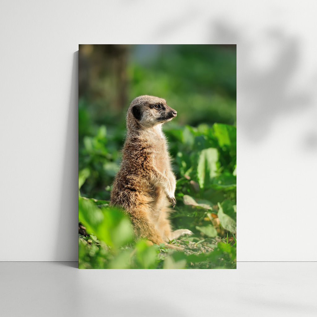 Meerkat in Emerald Green: Picturesque Wall Art