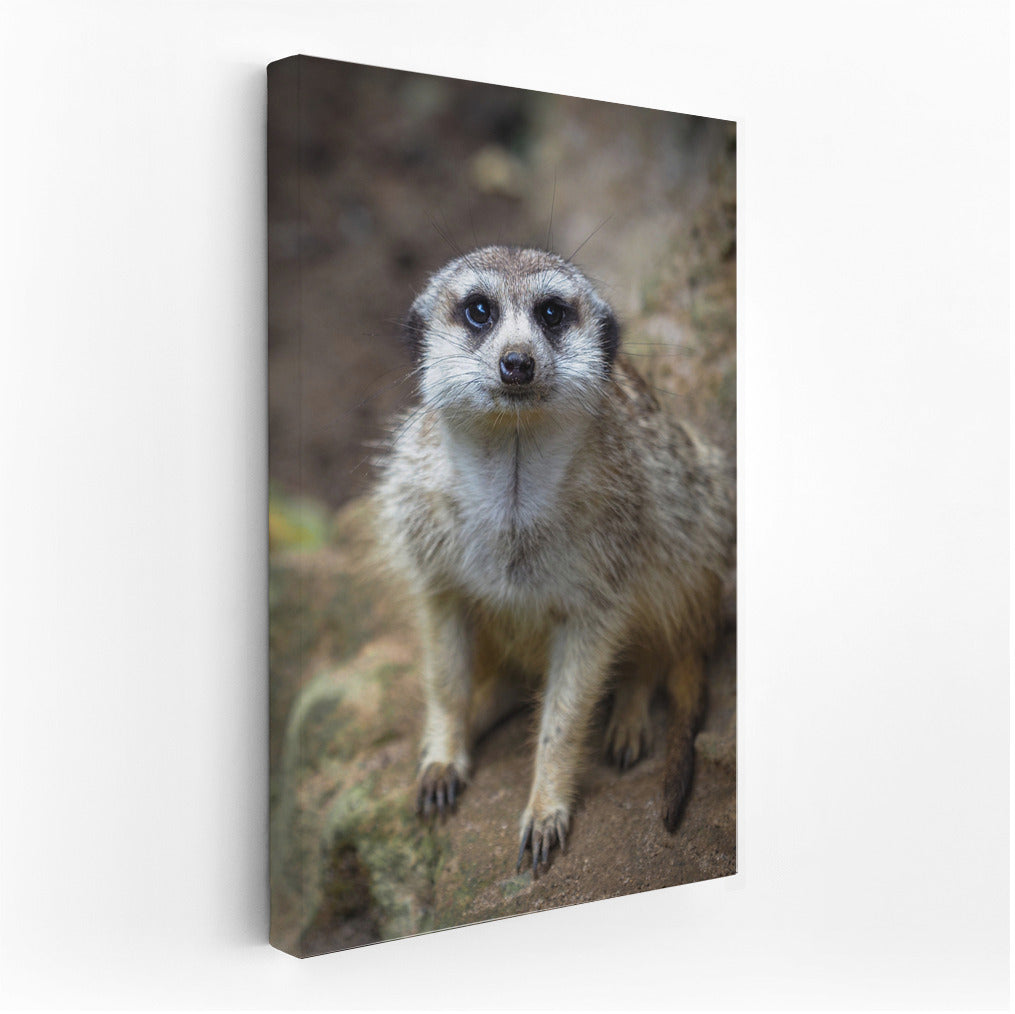 Adorable Meerkat: Playful Savannah Spirit for Your Interior