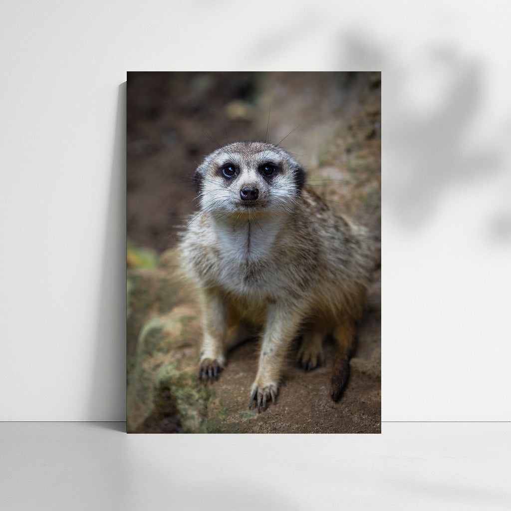 Adorable Meerkat: Playful Savannah Spirit for Your Interior