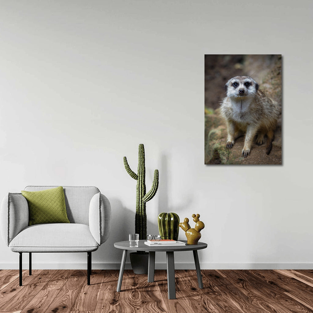 Adorable Meerkat: Playful Savannah Spirit for Your Interior