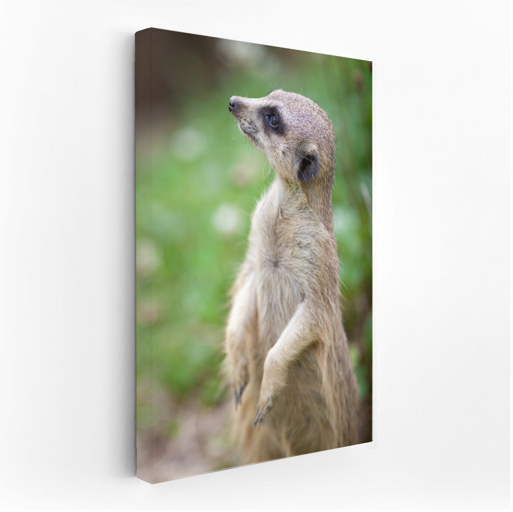Curious Meerkat: The Charm of Wildlife on Your Wall