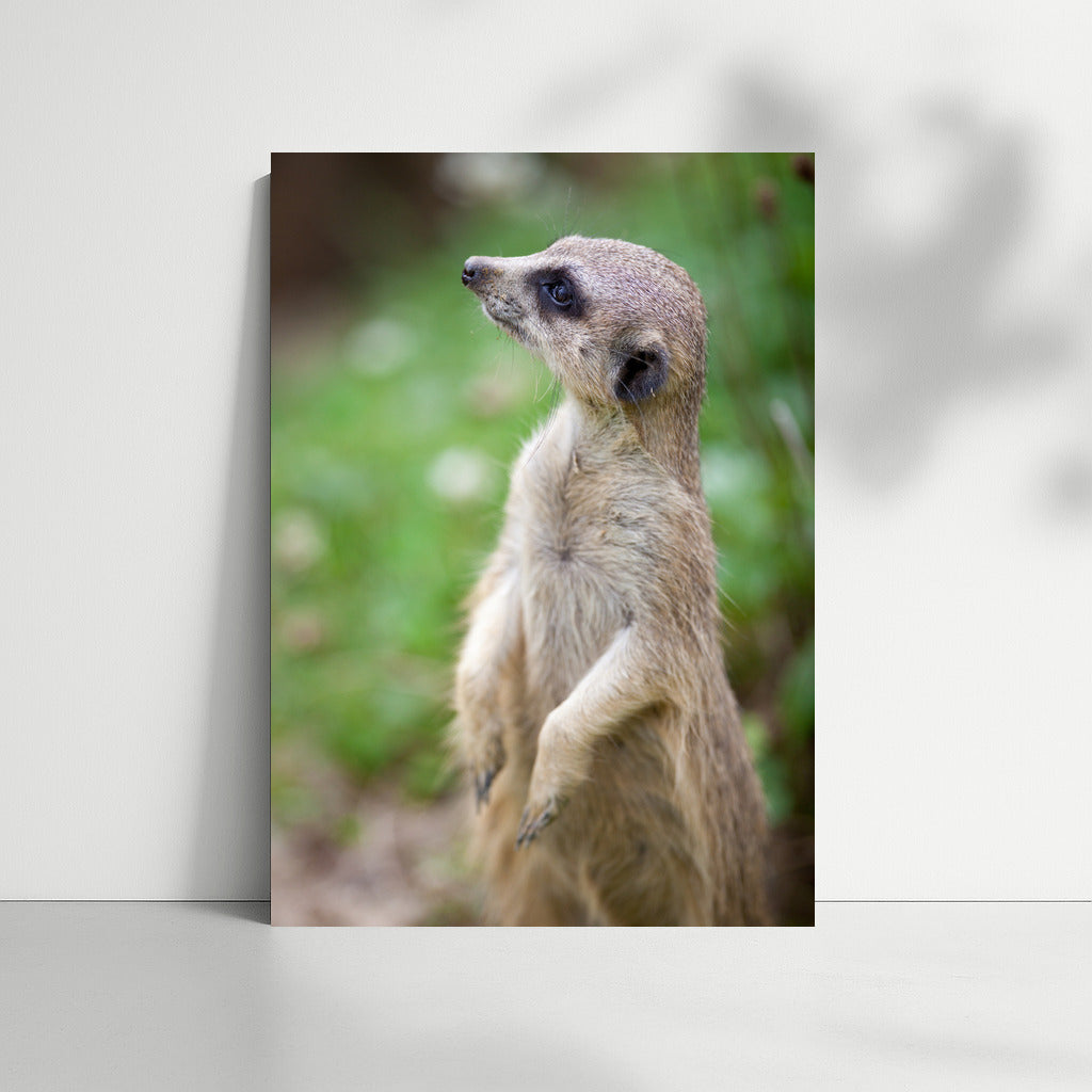 Curious Meerkat: The Charm of Wildlife on Your Wall