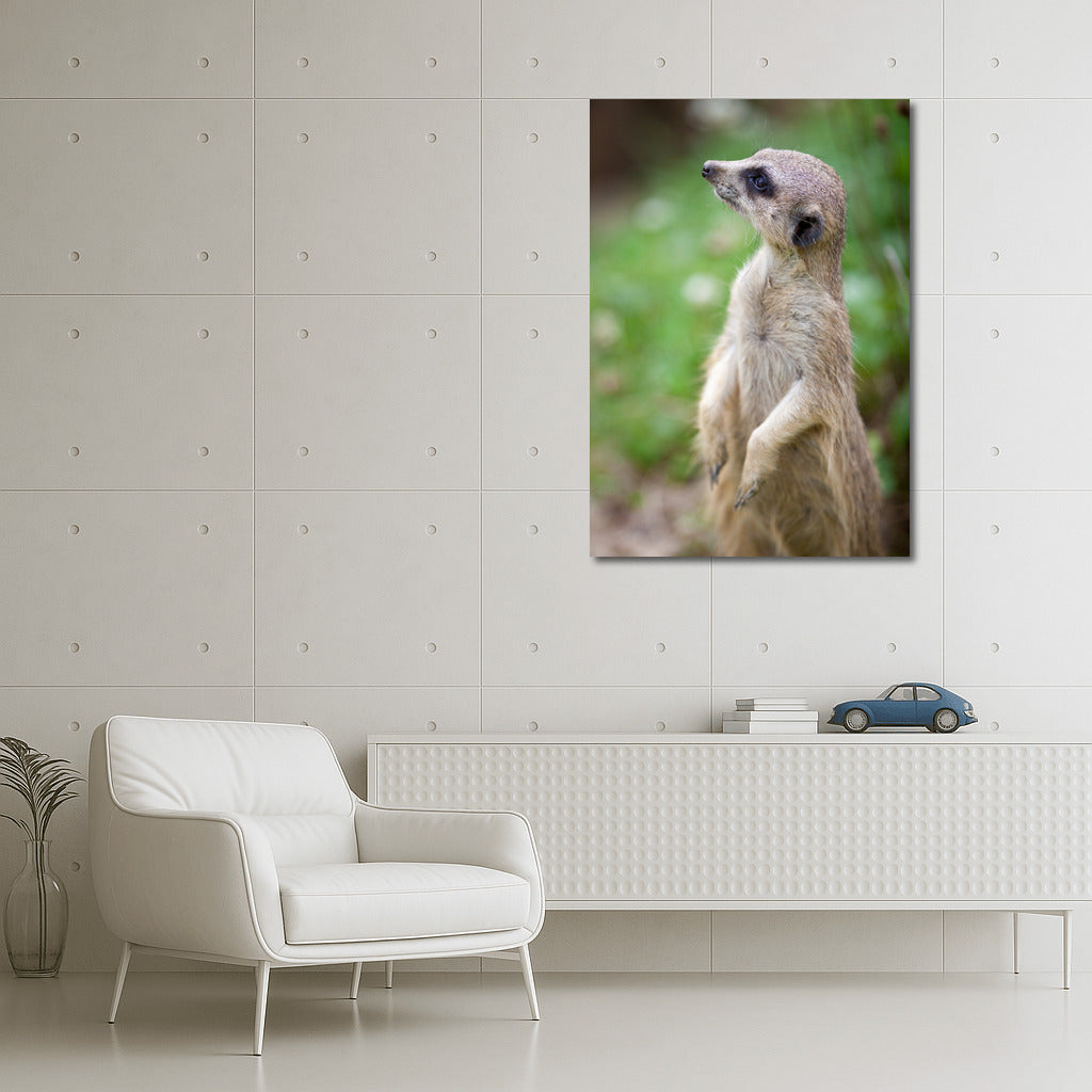 Curious Meerkat: The Charm of Wildlife on Your Wall