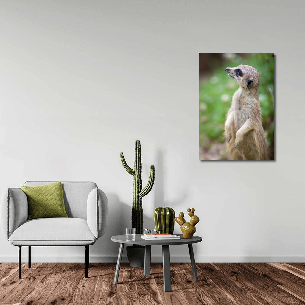 Curious Meerkat: The Charm of Wildlife on Your Wall