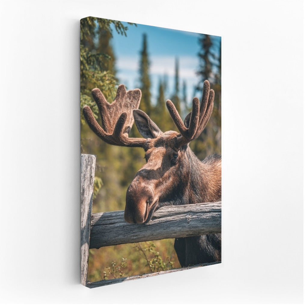 Majestic Elk: A Mesmerizing Gaze for Nature Lovers