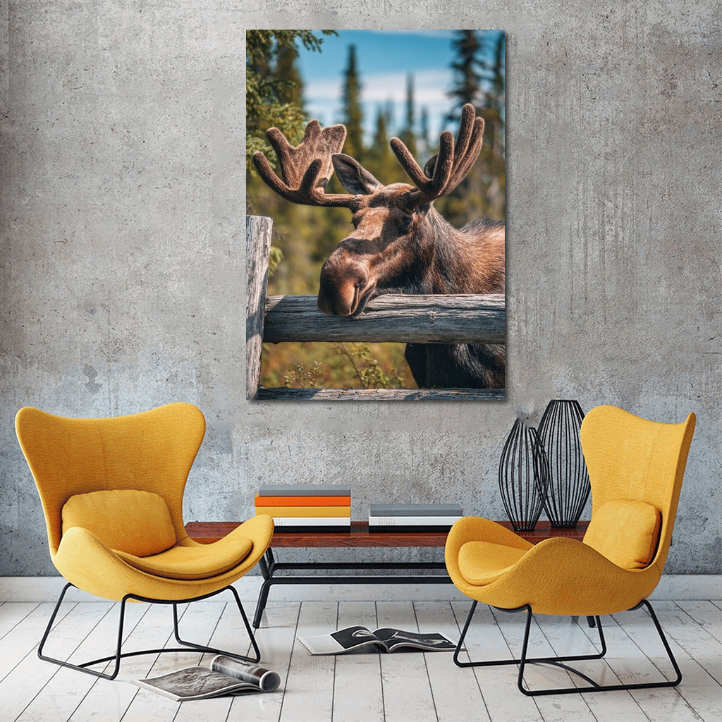 Majestic Elk: A Mesmerizing Gaze for Nature Lovers