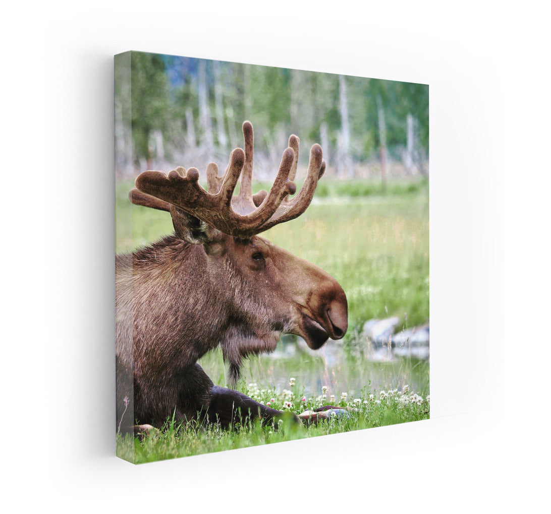 Forest Elk: Harmony of Nature in the Interior