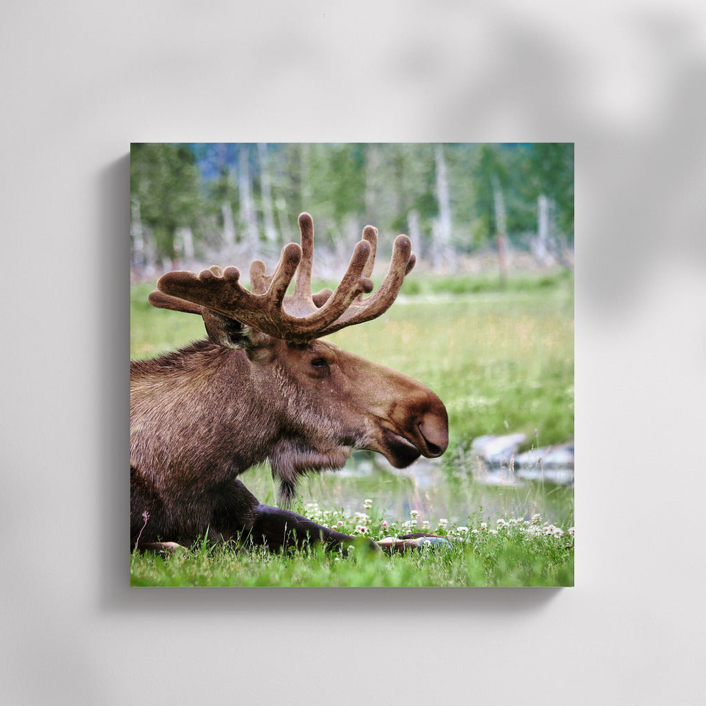 Forest Elk: Harmony of Nature in the Interior