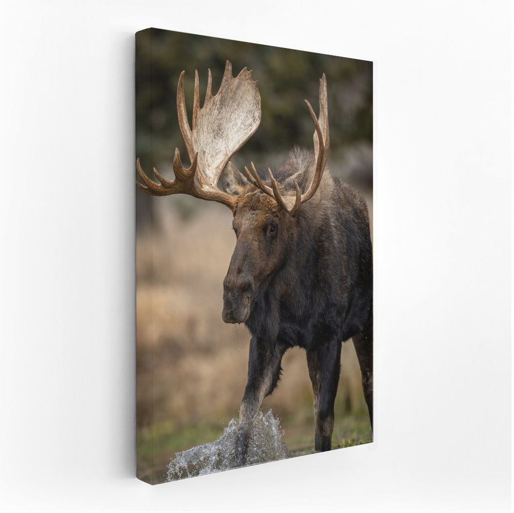 Majestic Elk: Natural Power in Your Interior
