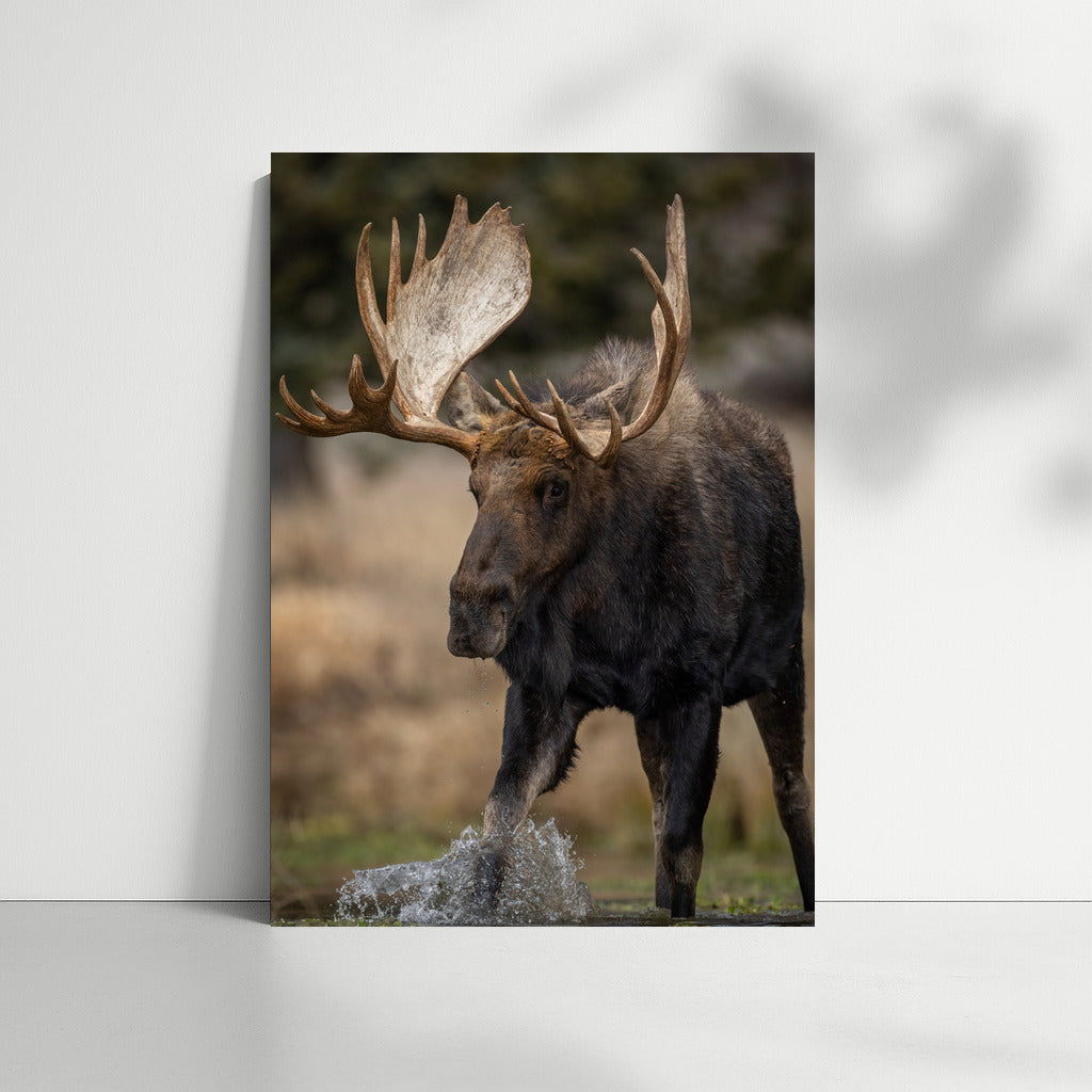 Majestic Elk: Natural Power in Your Interior