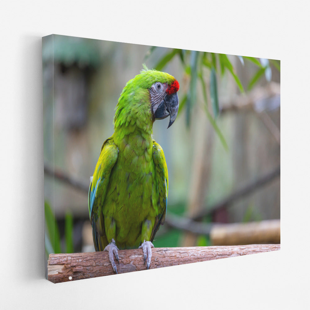 Tropical Macaw Parrot: Bright Exotic Colors for the Interior