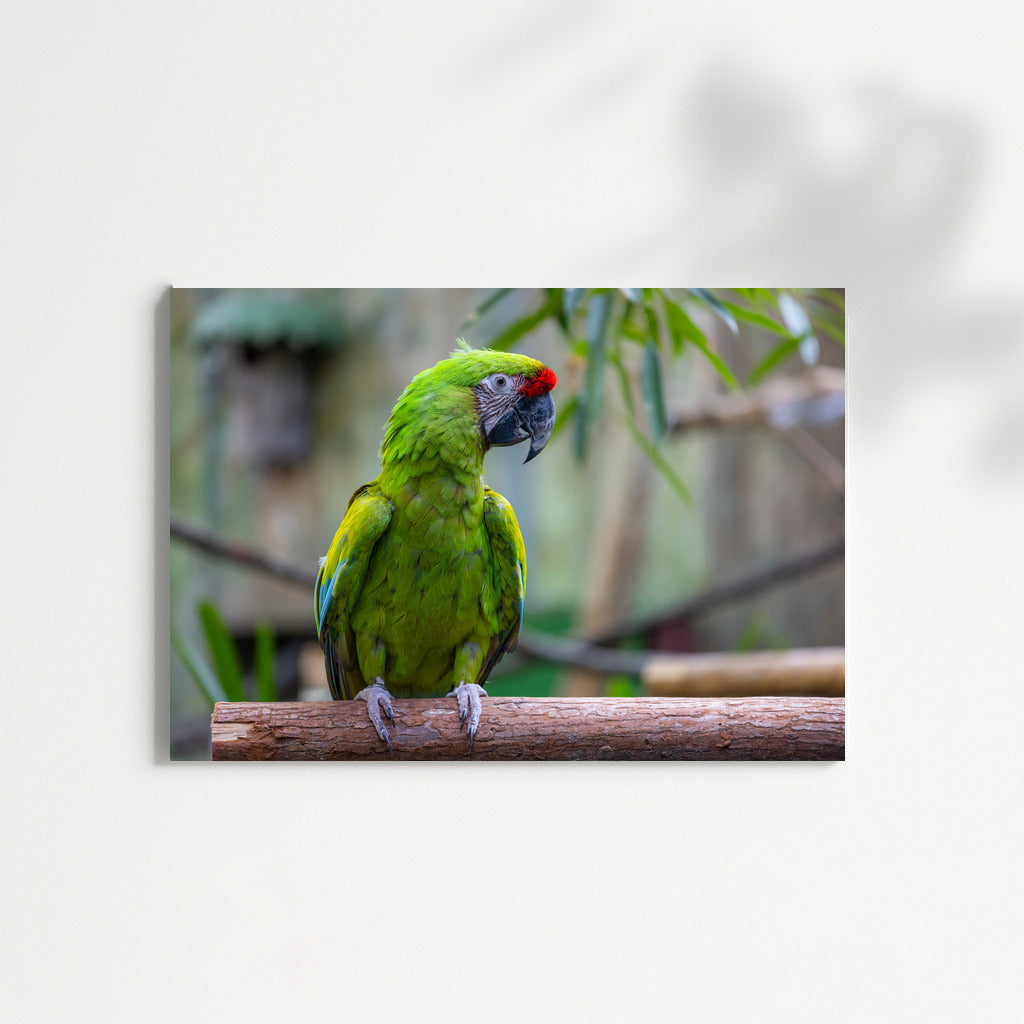 Tropical Macaw Parrot: Bright Exotic Colors for the Interior