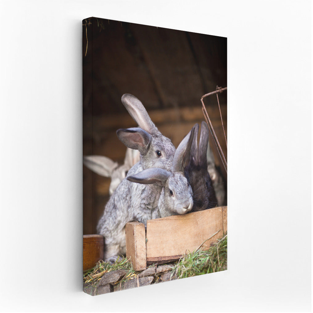 Long-eared Rabbits: Warmth and Fun for Your Home