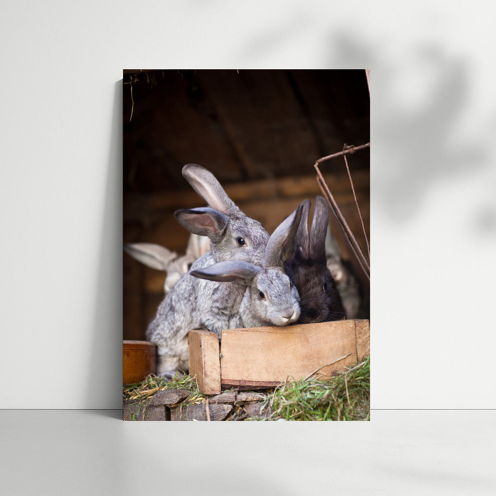 Long-eared Rabbits: Warmth and Fun for Your Home